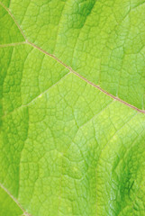 Naklejka na ściany i meble In summer, green leaf close-up