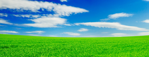 Fototapeta na wymiar meadow and the beautiful blue sky