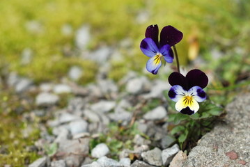 Wild pansy (Viola tricolor) flower