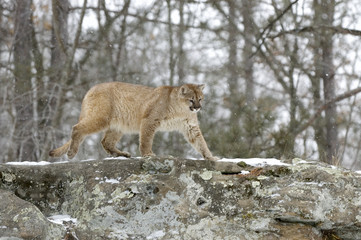 Cougar walking on ridge line in snowfall. Northern Minnesota