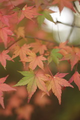 紅葉