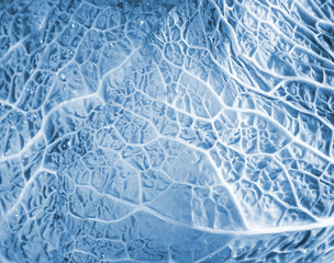 Head of green cabbage vegetable