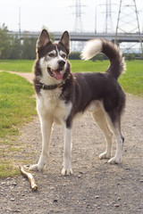 Spitz-type black and white dog in the park.