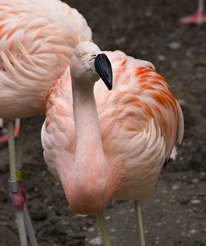 Pink Flamingo from Chile Looking at You Phoenicopterus chilensis
