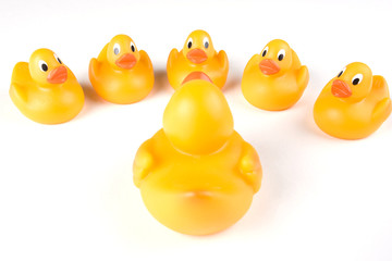 An adult rubber duck educates a group of five ducklings