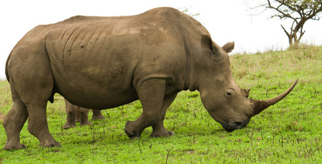 Obraz premium african rhino