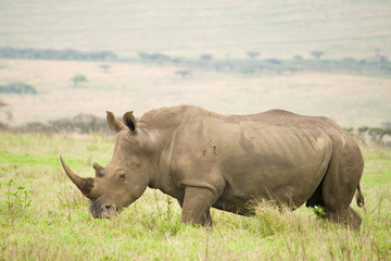 Obraz premium black rhino