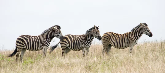 Fotobehang zebras © michaeljung