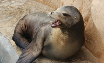 phoque © Patrycja Caban