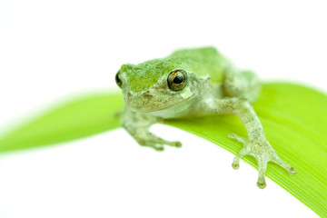 Green frog on white