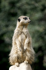 Meerkat