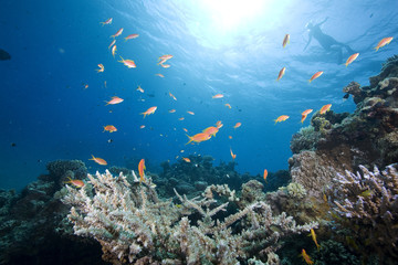 Obraz na płótnie Canvas coral and fish