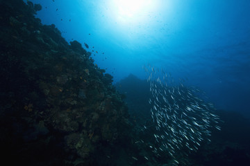 Obraz na płótnie Canvas coral, sun, fish and ocean