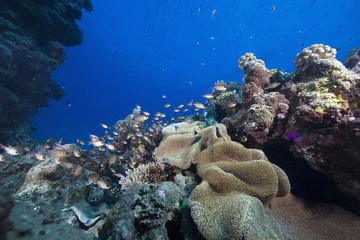 coral and fish