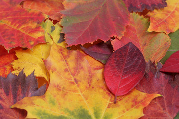 Background of fallen autumn leaves.