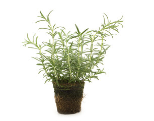 fresh rosemary on white background