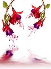 Fuchsia with reflections