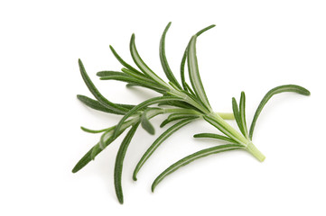 fresh rosemary on white background