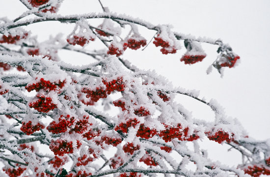 Snowy Ashberries in wintertime