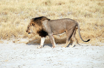 Namibia - leone