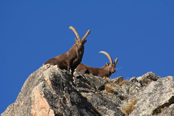 Bouquetins aux aguets