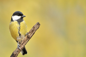 Great Tit