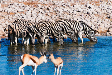 Zebras in der Savanne beim trinken am Wasserloch
