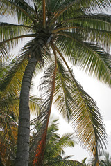 Fototapeta premium Palme unter blauem Himmel