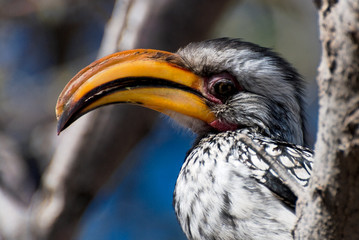 Gelbschnabeltoko - Hornbill