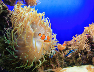 Anemone mit Nemo