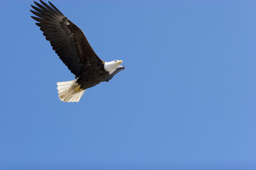 Bald eagle on blue sky