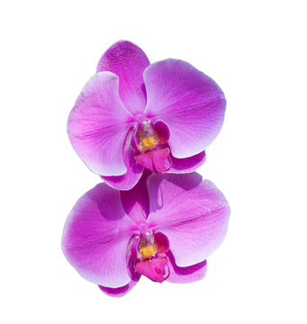 pair of pink orchids isolated on white
