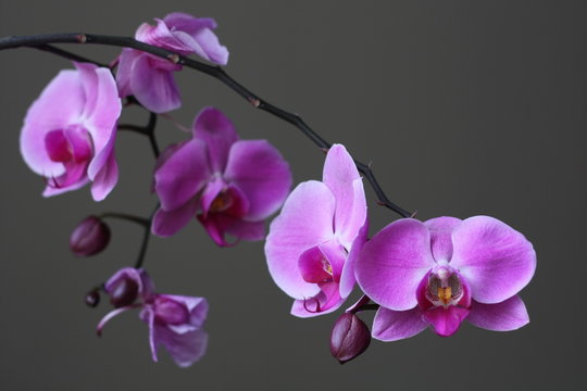 Fototapeta Purple Orchid Phalaenopsis Zen