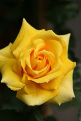 la rosa della gelosia