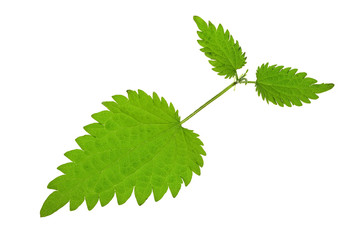 Fresh green nettle isolated on a white