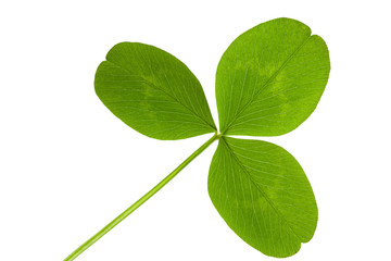 clover isolated on a white background