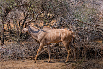 antilope