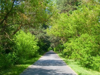 Quiet road lined by lush trees and foliage