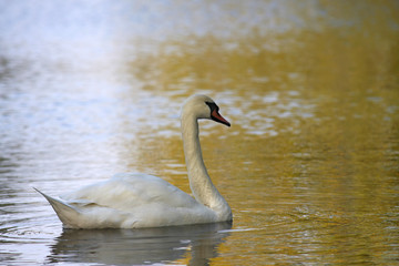 Gracefull swan on a lake in autumn day.