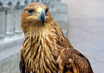 Portrait of a bald eagle against a neutral background