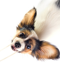 The puppy papillon playing with a rope. Isolated on white.