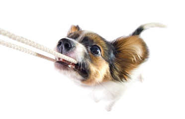The puppy papillon playing with a rope. Isolated on white.