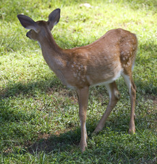 Fototapeta premium whitetail deer fawn that's looking away on grass