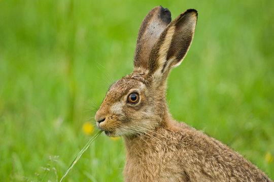 Brown Hare close up eating grass