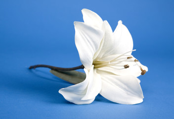 white artificial lilly flower on the blue background