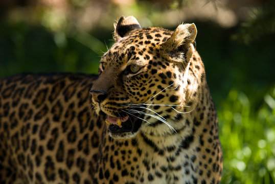 Ritratto di Leopardo