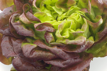 Obraz premium Salat Lollo rosso