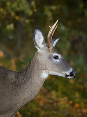 two year old whitetail on forest's edge in fall