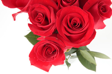 bunch of red roses with a white background