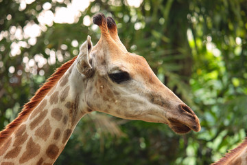 Naklejka na ściany i meble giraffe neck and head in a forest background